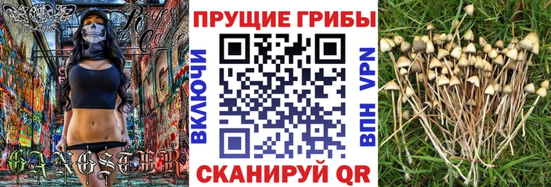 Псилоцибиновые грибы Psilocybe  наркотики  Таганрог 